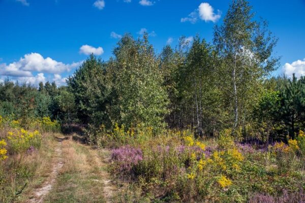 Explore a Field of Wildflowers in Tucker County, WV